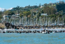 Hundreds Turn Out to Remember Chris Brown