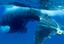 Recovering the Oceans on a Changing Planet