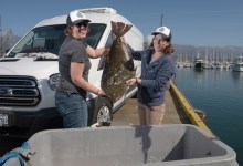 Get Hooked Brings Santa Barbara Channel Seafood to Your Table