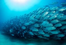 Warming Oceans Lead to Fewer Fish