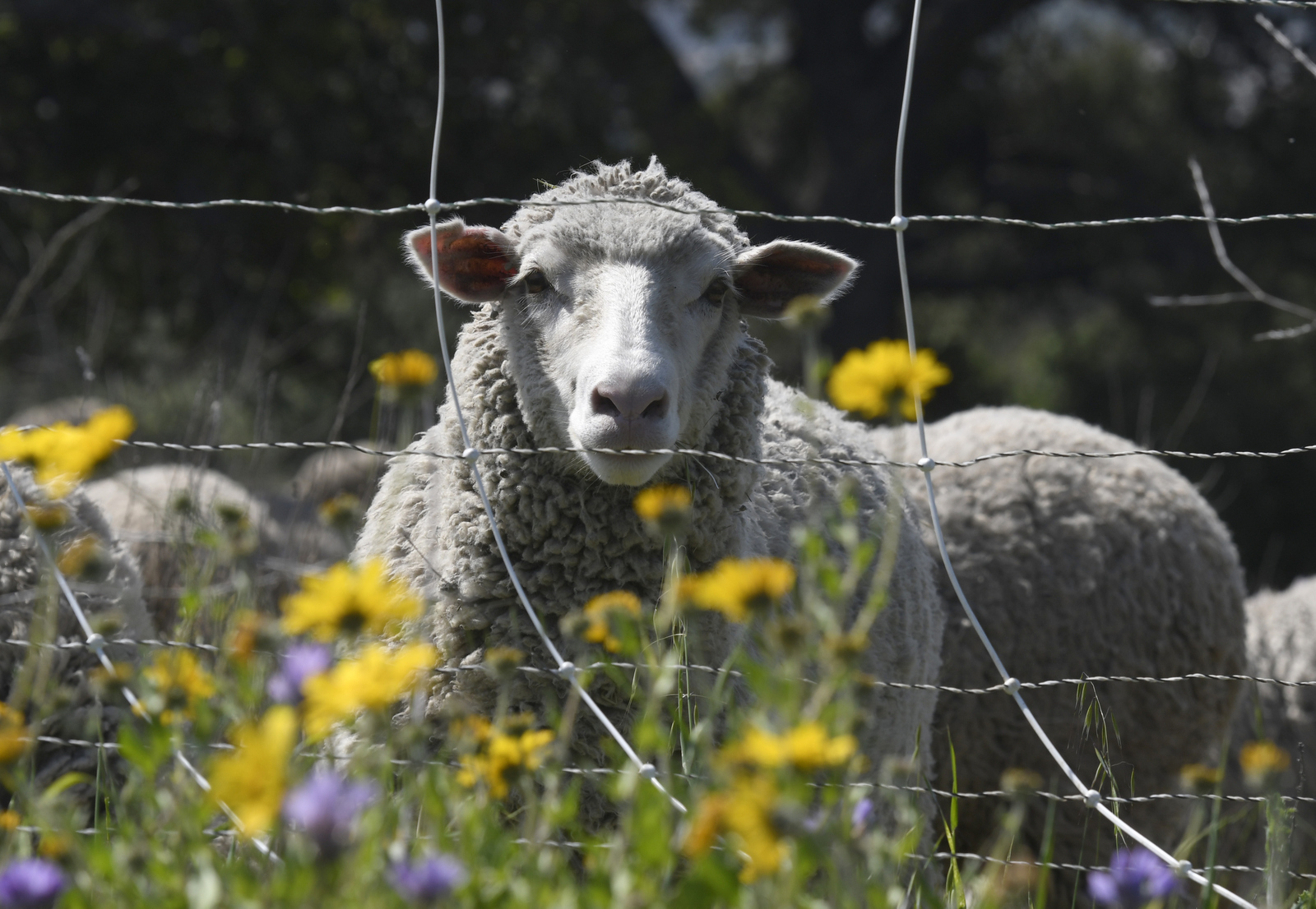 Would Ewe Rather Be a Lamb or a Lemming? - The Santa Barbara