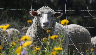 The Sheep Project at San Marcos Foothills Preserve