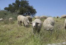 Santa Barbara’s State Senator Introduces Bill to Expand Prescribed Grazing