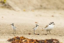 Snowy Plover Docent Training