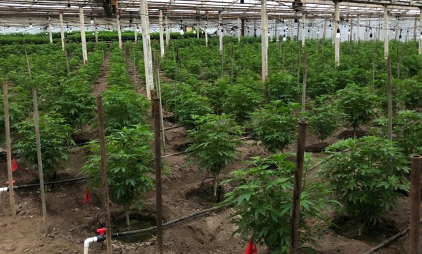 Joint Los Alamos and Grover Beach Bust Seizes Cannabis