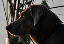 Sandy -Sandy Pants- Sandra D Dog