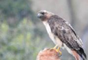 SB Audubon Program: An Alternative to Rodenticides: Raptor Pilot Study for Levee Protection