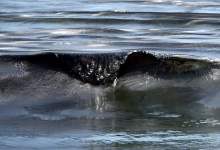 Poodle to Exxon: Let Them Eat Bikes