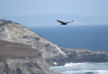 NatureTrack Film Fest Submissions