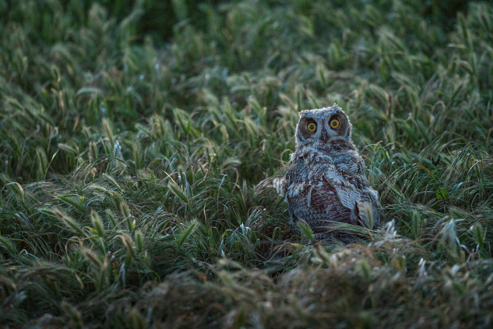 The Nature Conservancy