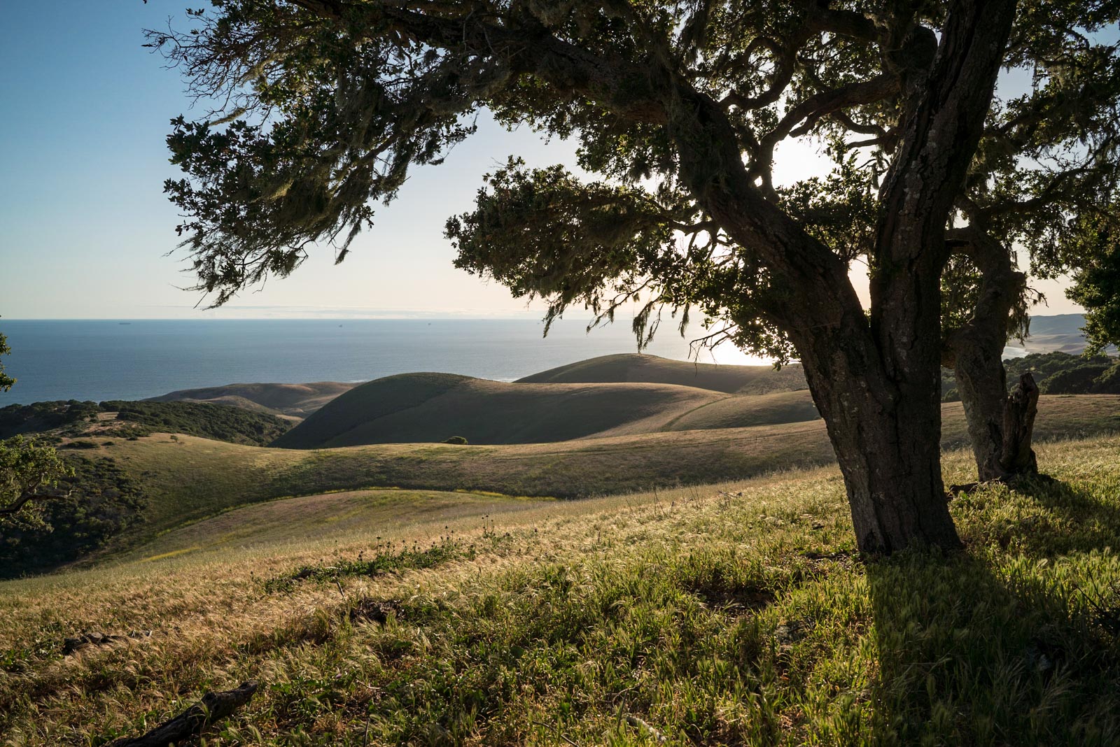 The Nature Conservancy