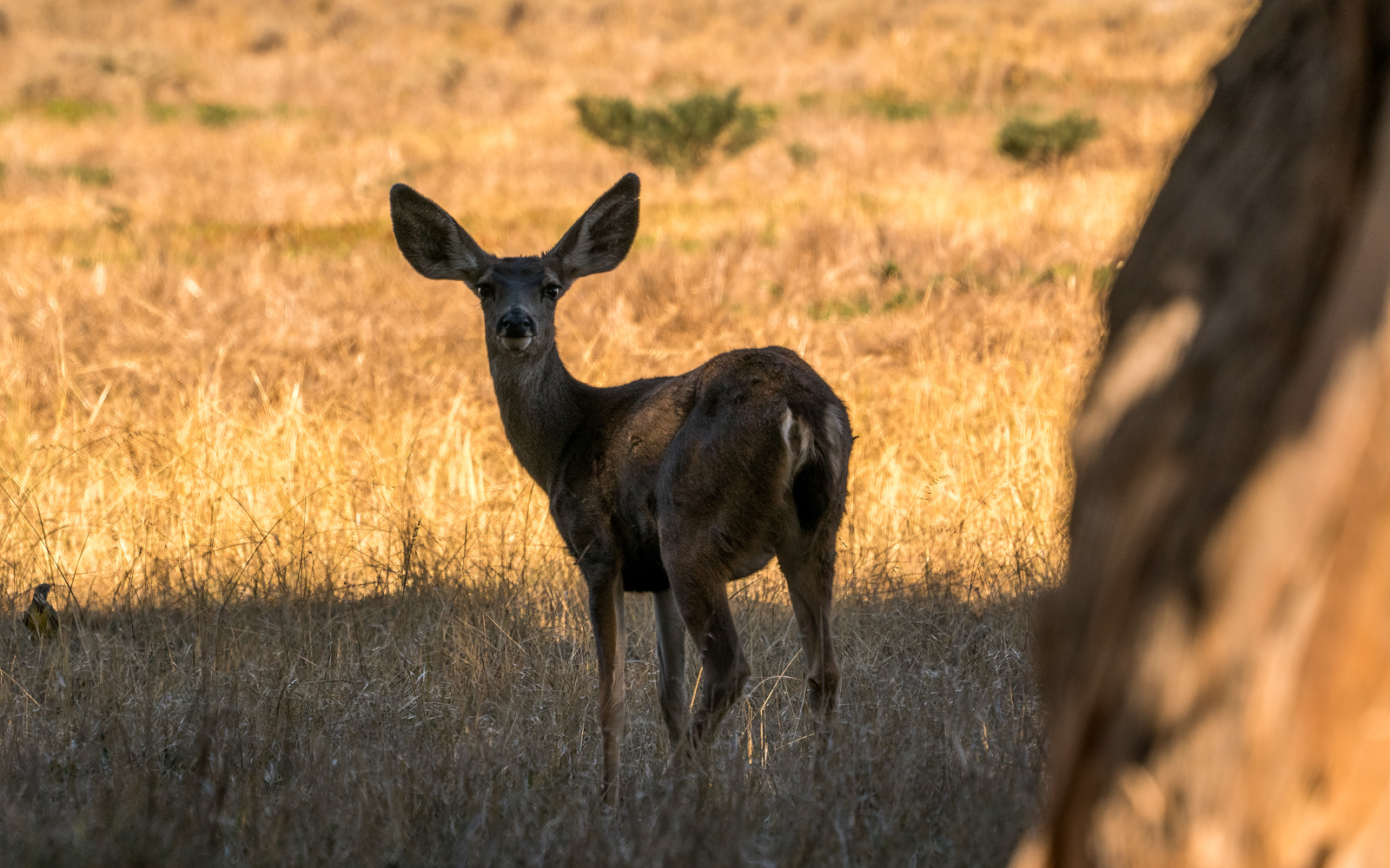 The Nature Conservancy