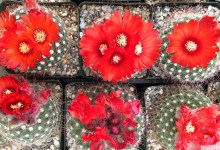 S.B. Cactus and Succulent Society Annual Show and Sale