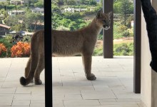 Mountain Lion Spotted near Residences