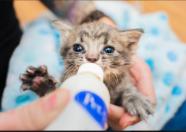Bottle Feeding Kitten Shower The Santa Barbara Independent