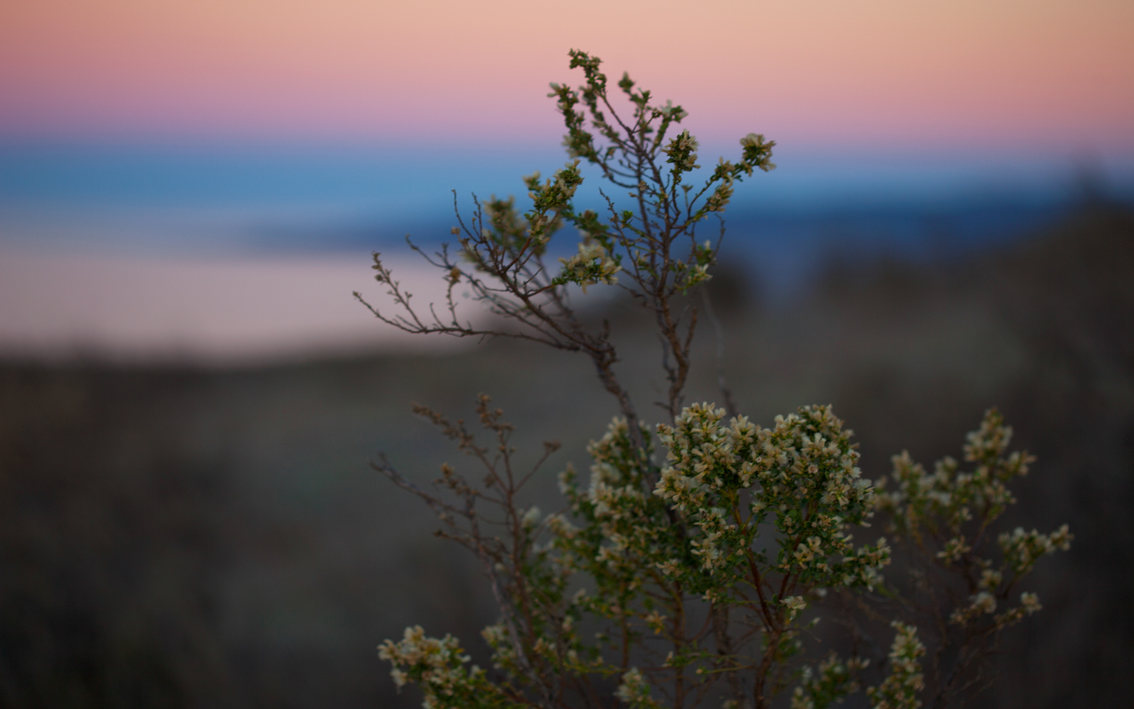 The Nature Conservancy