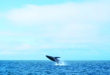 Last Call for Spring Whale-Watching