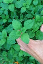 Santa Barbara Herbal Exchange