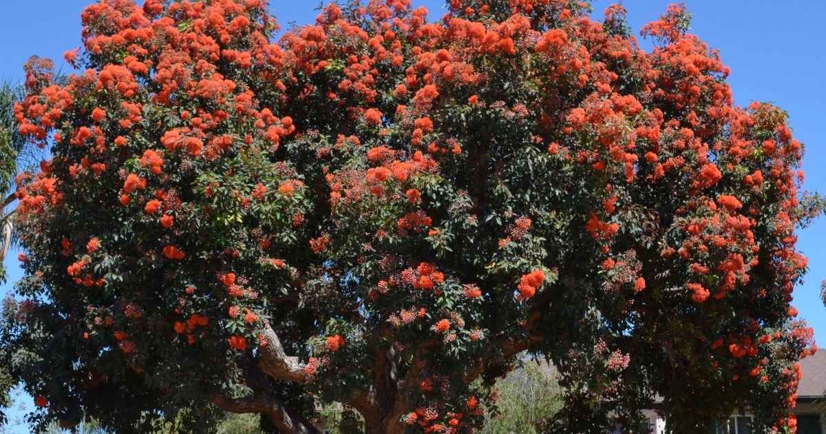 Santa Barbara Flowering Plant Identification The Santa Barbara