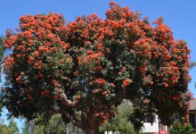 Santa Barbara Flowering Plant Identification