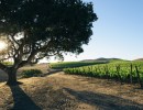 Santa Barbara County’s Wine BID Abandoned