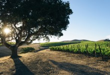 Could Add-On Fee Better Market Santa Barbara Wines?