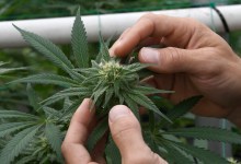 Cannabis Odor Control Deadline Ahead