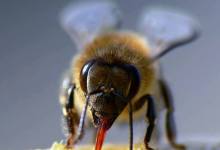 Backyard Beekeeping Class for the Beginner