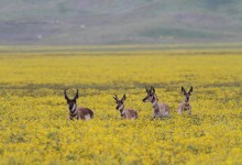 Branching Out On the Carrizo Plain