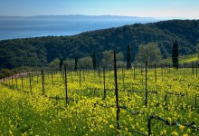 Paredon Vineyard Experience