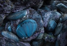 Black Abalone Are Making a Miraculous Comeback