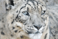 Santa Barbara Zoo Loses Snow Leopard