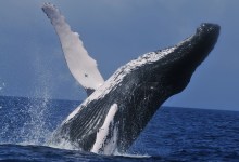 Family Beach Clean-Up Day at Haskell’s Beach