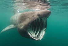 Basking Sharks Are Back in the Santa Barbara Channel