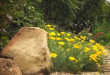 Sustainable Landscape Design