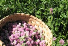 Santa Barbara Herbal Exchange May Meeting