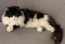 Cat Lost in Debris Flow Reunites with Montecito Family