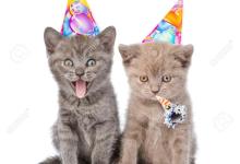 Birthday Kitten Party! Cat Therapy Is Turning 2!
