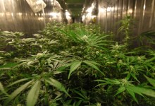 Cannabis and Its Discontents in Santa Barbara County