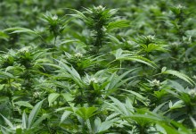 Santa Barbara County in an Uproar over Cannabis Odors