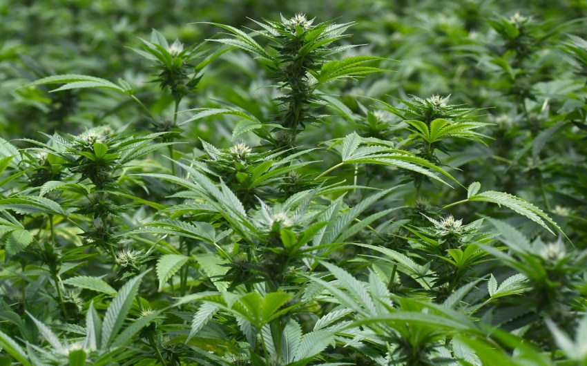 Santa Barbara County in an Uproar over Cannabis Odors