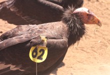 Meet the Condor Cam’s New Stars