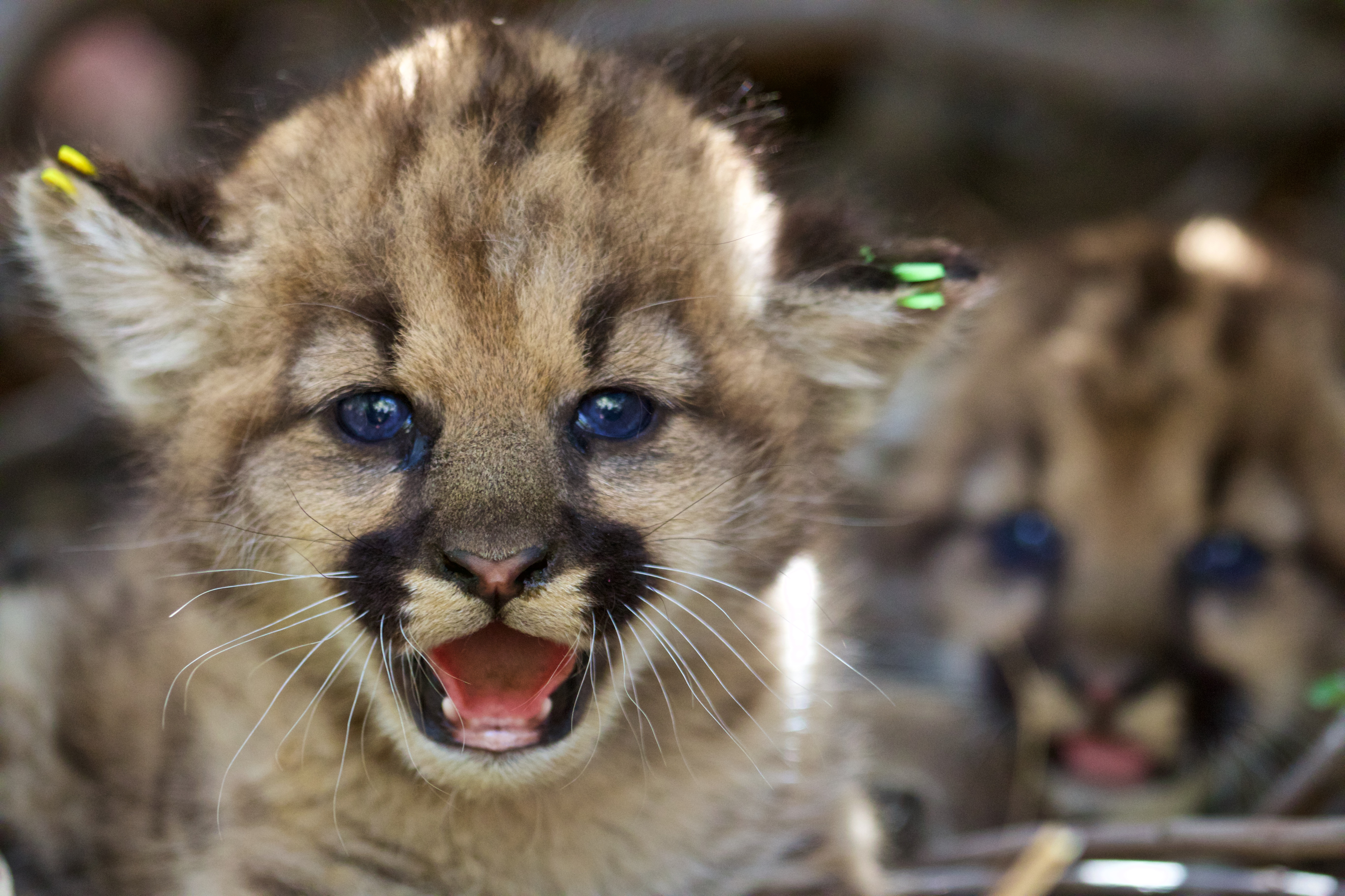 Mountain Lions On Brink Of Extinction Vortex The Santa Barbara Independent