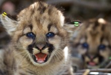 Mountain Lions on Brink of ‘Extinction Vortex’