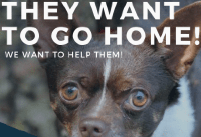Fees Waived for Animal Owners to Reclaim Lost Pets