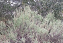 Santa Barbara Herbal Exchange June Meeting: The Magic & Medicine of Artemisias
