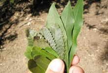 Our Medicine Grows Plant Walk & Medicine Making Journey