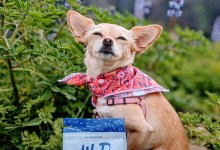 S.B. Dog Wins National Modeling Contest