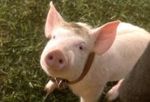 Classic Children’s Films at the Goleta Library – Babe