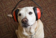 Dogs Hate Fireworks